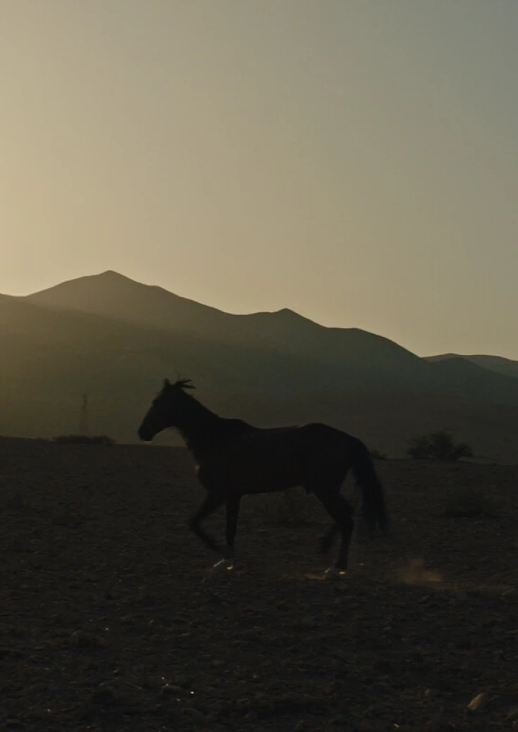 Why did you leave the Horse alone?