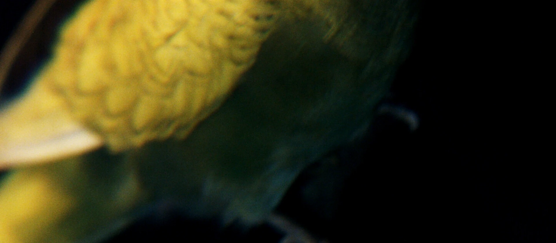 img-67d932d66ffc2.jpg