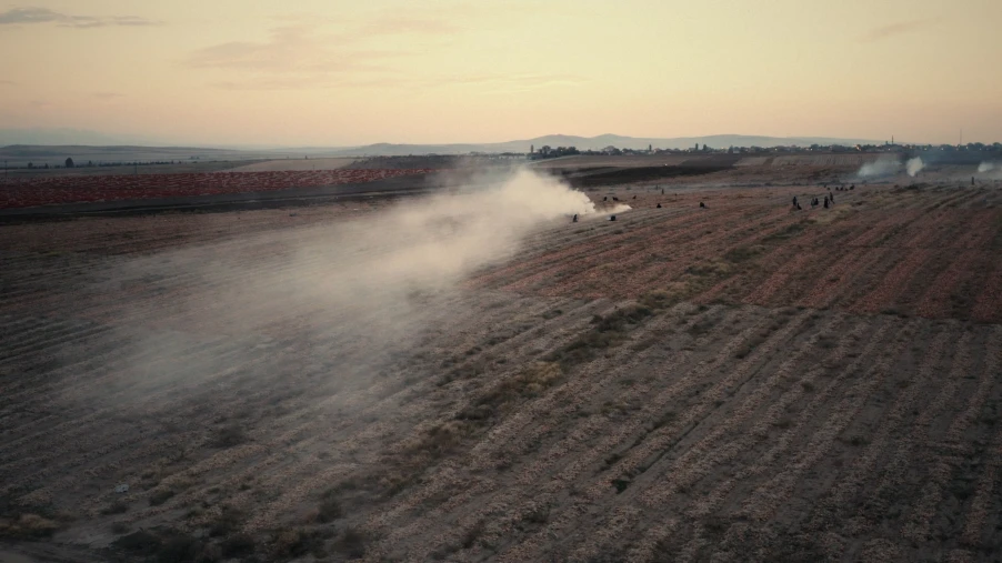 COLLECTABLE STORIES: HARVEST OF LIGHT