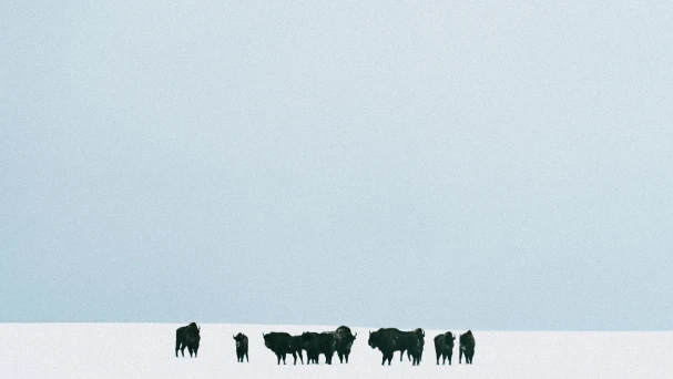 COLLECTABLE STORIES: BLOODLINE