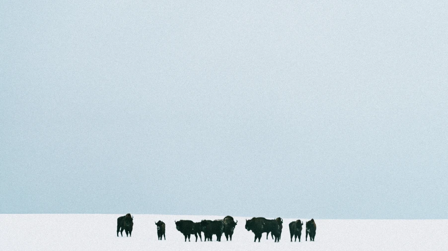 COLLECTABLE STORIES: BLOODLINE